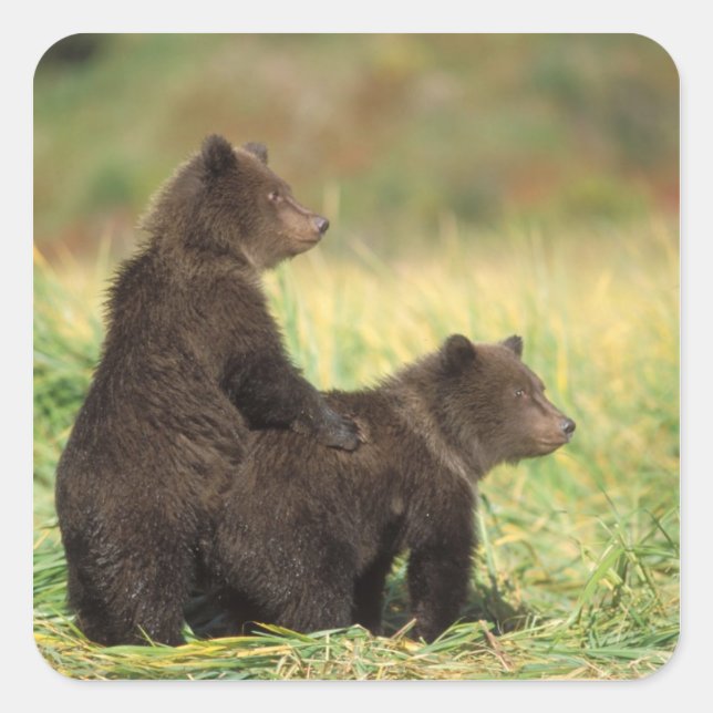 Pegatina Cuadrada oso pardo, Ursus arctos, oso pardo, Ursus 2 (Anverso)