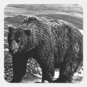 Pegatina Cuadrada Oso pardo vintage USA Alaska 1970