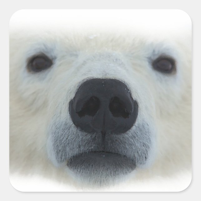 Pegatina Cuadrada Oso polar (Anverso)