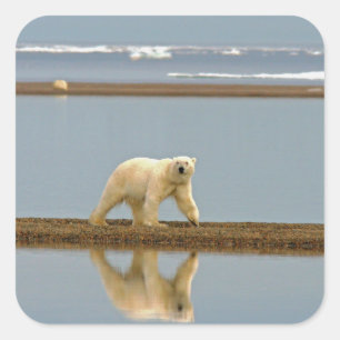 Pegatina Cuadrada Oso Polar Blanco