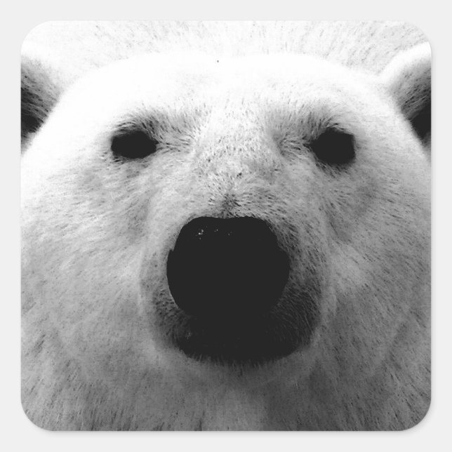 Pegatina Cuadrada Oso Polar Blanco y Negro (Anverso)