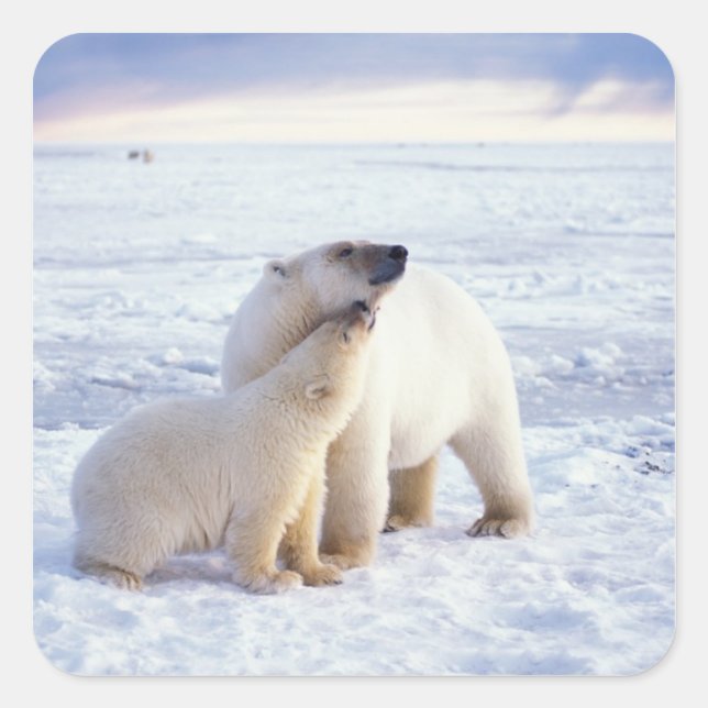 Pegatina Cuadrada Oso polar cerda con cachorro, empaque (Anverso)