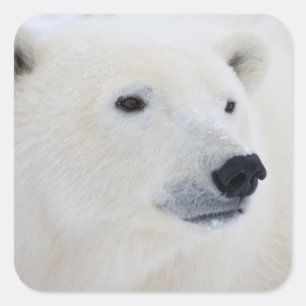 Pegatina Cuadrada Oso Polar Churchill