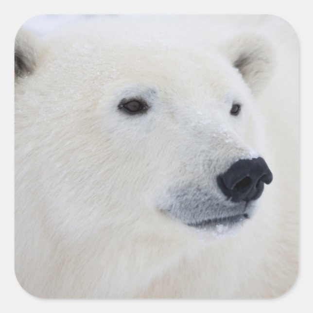 Pegatina Cuadrada Oso Polar Churchill (Anverso)
