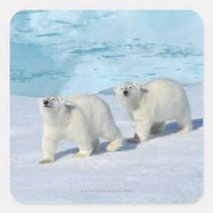 Pegatina Cuadrada Oso polar, dos tazas en hielo de paquete, Ursus