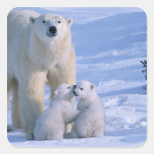 Pegatina Cuadrada Oso Polar femenino de pie con 2 cubos