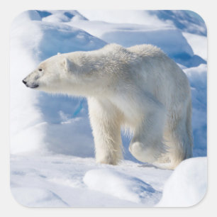 Pegatina Cuadrada Oso polar macho joven