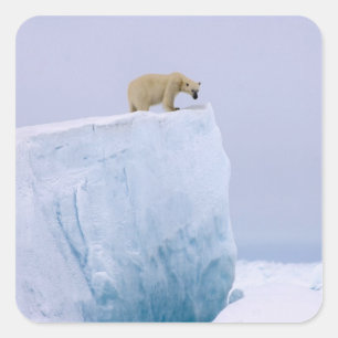 Pegatina Cuadrada oso polar, Ursus maritimus