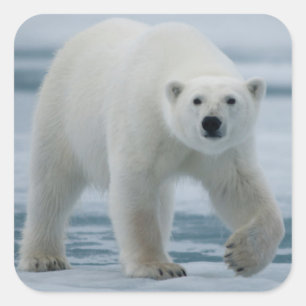 Pegatina Cuadrada Oso polar, Ursus Maritimus, adulto