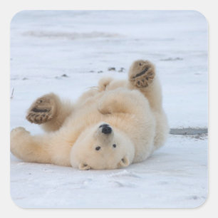 Pegatina Cuadrada oso polar, Ursus maritimus, cachorro rodando 3