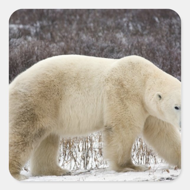 Pegatina Cuadrada Oso Polar Ursus maritimus) en Churchill (Anverso)