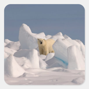 Pegatina Cuadrada oso polar, Ursus maritimus, en hielo áspero