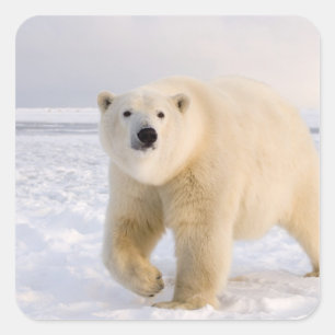 Pegatina Cuadrada oso polar, Ursus maritimus, en hielo y nieve, 2