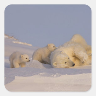 Pegatina Cuadrada oso polar, Ursus maritimus, hembra jugando