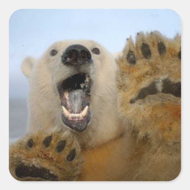 Pegatina Cuadrada oso polar, Ursus maritimus, mira curiosamente (Anverso)