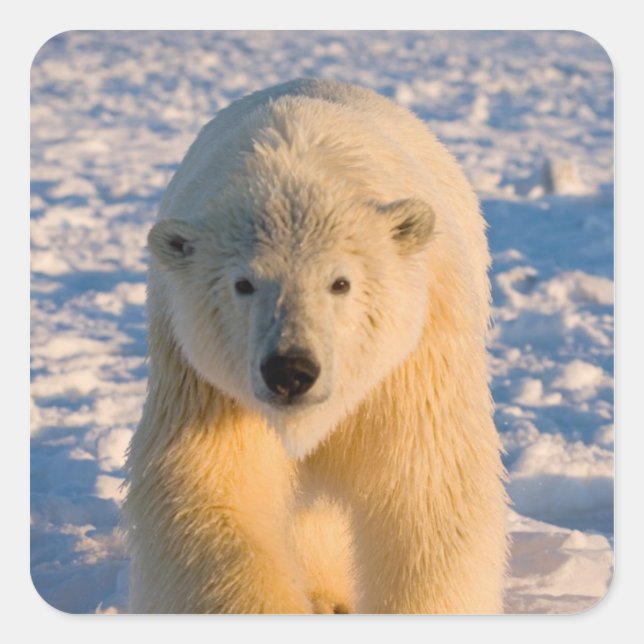 Pegatina Cuadrada oso polar, Ursus maritimus, oso polar sobre hielo (Anverso)