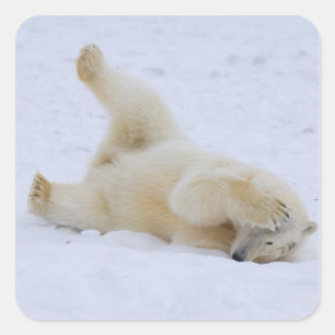 Pegatina Cuadrada oso polar, Ursus maritimus, rodadura de cachorros