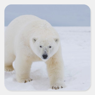 Pegatina Cuadrada oso polar, Ursus maritimus, sobre hielo y nieve,