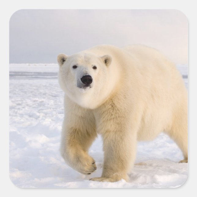 Pegatina Cuadrada oso polar, Ursus maritimus, sobre hielo y nieve, 2 (Anverso)
