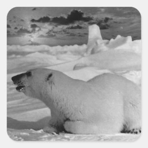 Pegatina Cuadrada Oso polar Vintage USA Alaska 1970