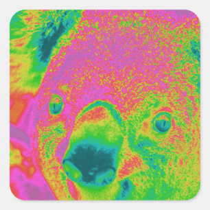 Pegatina Cuadrada osos de koala fluorescente