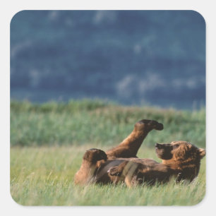 Pegatina Cuadrada Osos pardos en juego, Ursus arctos, Alaska