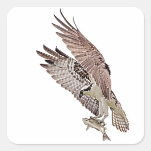 Pegatina Cuadrada Osprey con un pez