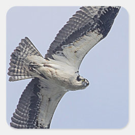 Pegatina Cuadrada Osprey en vuelo