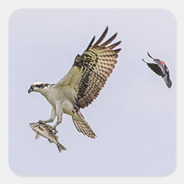 Pegatina Cuadrada Osprey que es perseguido por un mirlo de alas