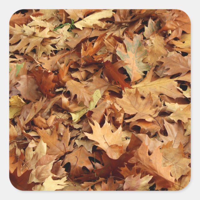 Pegatina Cuadrada otoño, hojas secas (Anverso)