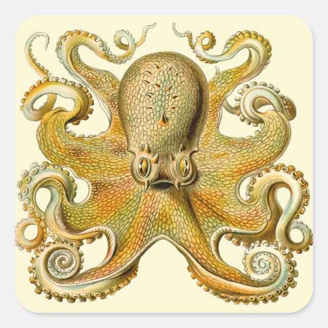 Pegatina Cuadrada Otopus ilustracion antiguo monstruo del mar (Anverso)
