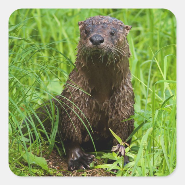 Pegatina Cuadrada Otter fluvial inteligente (Anverso)