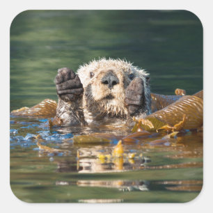 Pegatina Cuadrada Otter Sea Otter