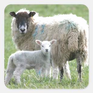 Pegatina Cuadrada Oveja con cordero