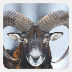 Pegatina Cuadrada Oveja grande de corneta - Mouflon