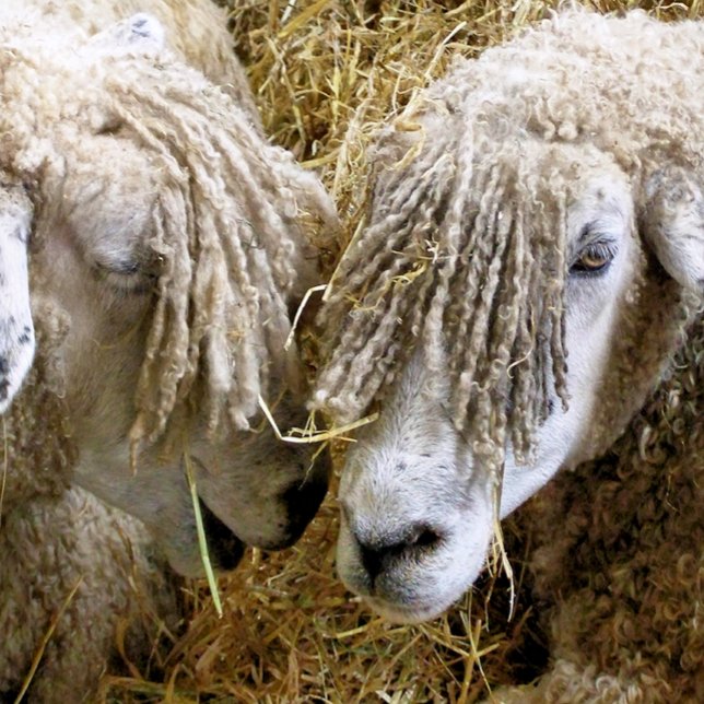 PEGATINA CUADRADA OVEJAS (Two beautiful Cotswold sheep captured photographically.)