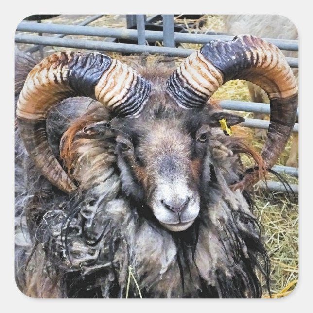 PEGATINA CUADRADA OVEJAS (Anverso)