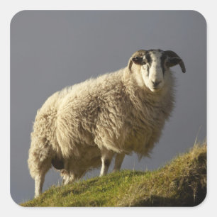 Pegatina Cuadrada Ovejas, península de Trotternish, isla de Skye,