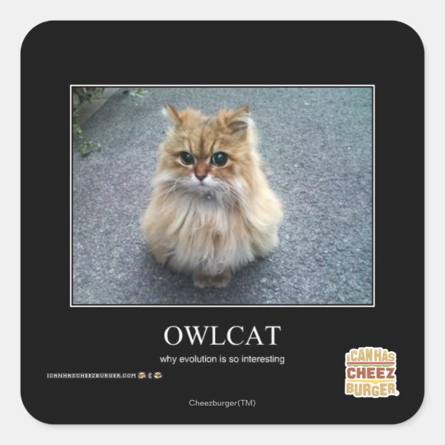 Pegatina Cuadrada Owlcat (Anverso)