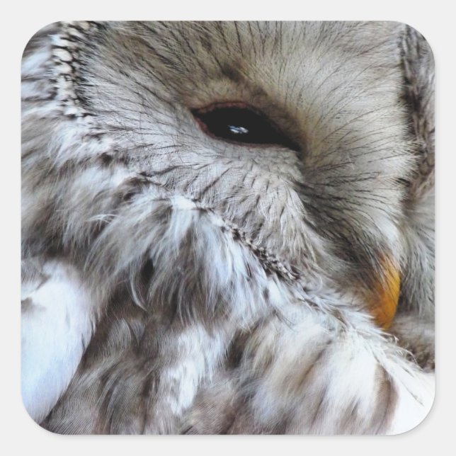 PEGATINA CUADRADA OWLS (Anverso)