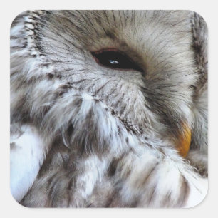 PEGATINA CUADRADA OWLS
