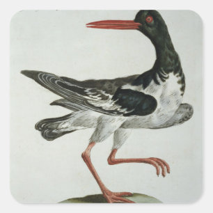 Pegatina Cuadrada Oyster Catcher, c.1767-76 (grabado a mano)