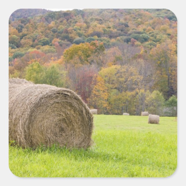Pegatina Cuadrada Pacas de heno y follaje de otoño en granja, (Anverso)