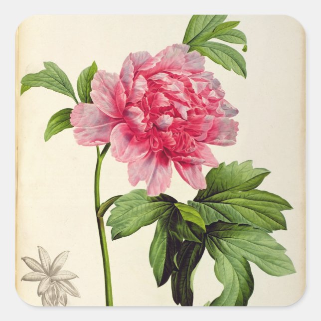 Pegatina Cuadrada Paeonia Moutan, c.1799 (Anverso)
