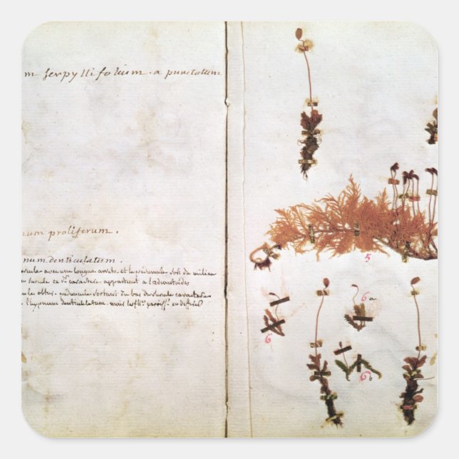 Pegatina Cuadrada Página 15 de un Herbario (Anverso)