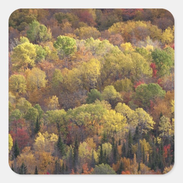 Pegatina Cuadrada paisaje de otoño, Vermont, EE. UU. 2 (Anverso)