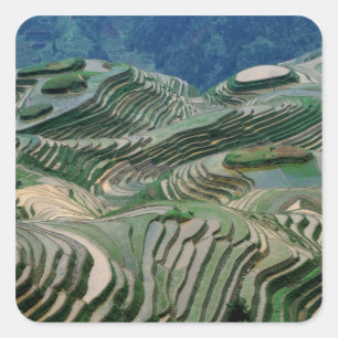 Pegatina Cuadrada Paisaje de terrazas de arroz en la montaña,