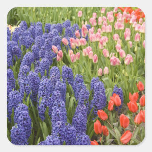 Pegatina Cuadrada Países Bajos aka Holanda), Lisse. Keukenhof 2