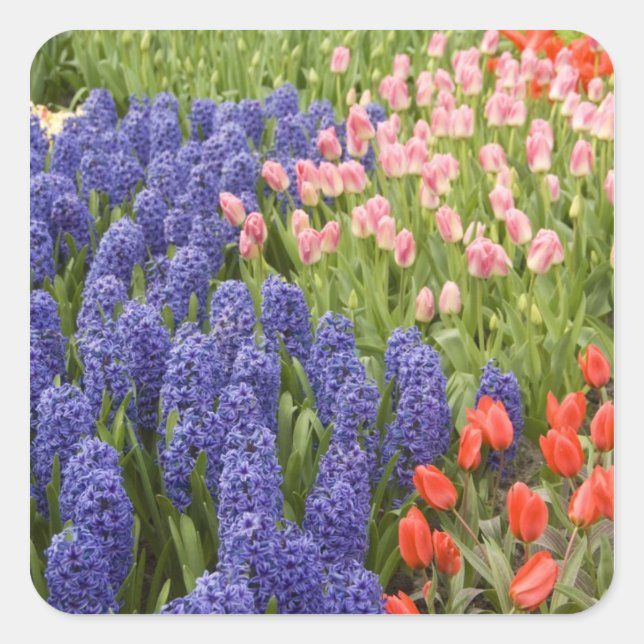 Pegatina Cuadrada Países Bajos aka Holanda), Lisse. Keukenhof 2 (Anverso)