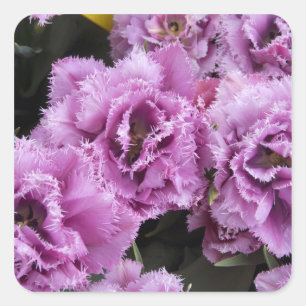 Pegatina Cuadrada Países Bajos (alias Holanda), Lisse. Keukenhof 2